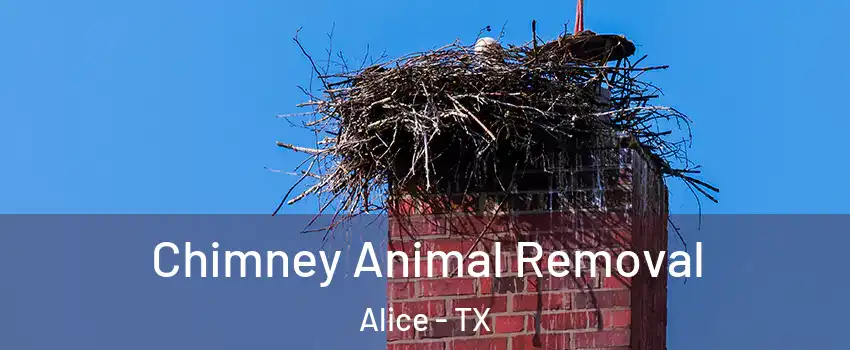  Chimney Animal Removal Alice - TX
