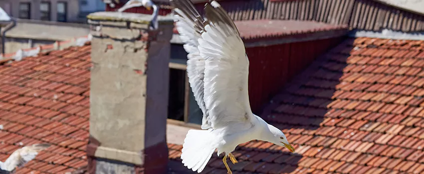 Residential Chimney Animal Removal Solution in Alice, TX